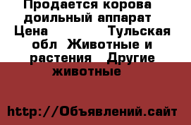 Продается корова   доильный аппарат › Цена ­ 70 000 - Тульская обл. Животные и растения » Другие животные   